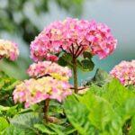 June 11, 2023: Family Worship Service: Old Testament (1)  :  "Abraham”　