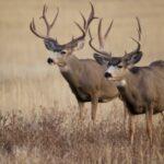 令和５年６月２５日　家庭礼拝：旧約人物編（２）題：「イサクの息子たち」