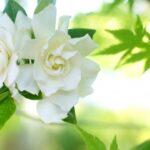 令和５年７月９日　家庭礼拝：旧約人物編（３）題：「神を信頼する人生　―ヨセフー」