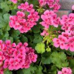 Aug.6, 2023: Family Worship Service: Old Testament (4-2)  :  "The Exodus from Egypt”　