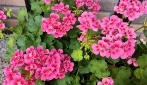 Aug.6, 2023: Family Worship Service: Old Testament (4-2)  :  "The Exodus from Egypt”　