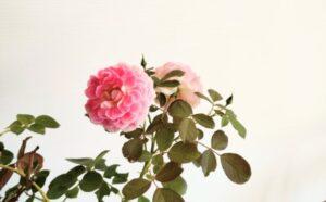 July23, 2023: Family Worship Service: Old Testament (4-1)  :  "The Birth of Moses”　