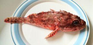 令和５年７月２３日　家庭礼拝：旧約聖書物語（４－１）題：「モーセの誕生」