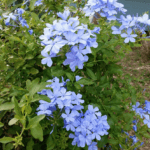 Oct. 29, 2023: Family Worship Service: Old Testament (7-2) :  "Saul, the First King of Israel"　