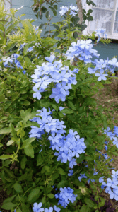 Oct. 29, 2023: Family Worship Service: Old Testament (7-2) : "Saul, the First King of Israel"