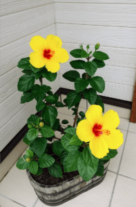 令和５年１０月２９日　家庭礼拝：旧約聖書物語（７－２）「イスラエルの初代王”サウル”」