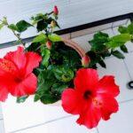 Nov.12, 2023: Family Worship Service: Old Testament (7-3) :  "The Boy David""　