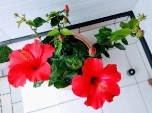 Nov.12, 2023: Family Worship Service: Old Testament (7-3) : "The Boy David""